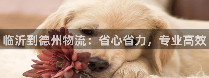 28圈app怎么注册账号：临沂到德州物流：省心省力，专业高效