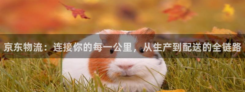 28圈相信品牌的力量:京东物流:连接